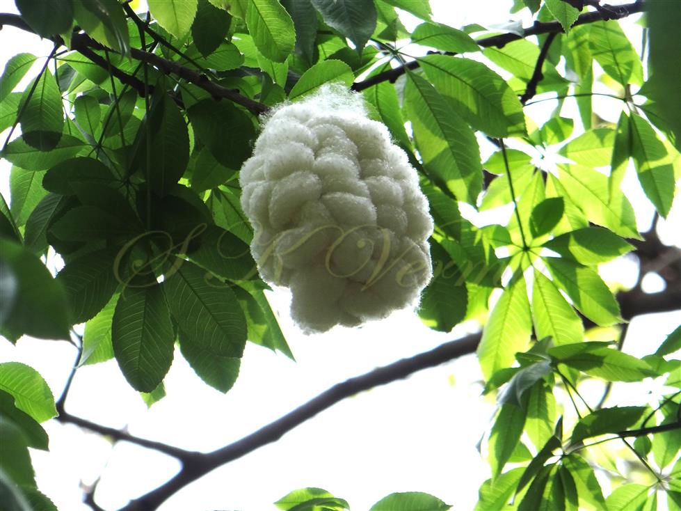  Dehisced capsule
